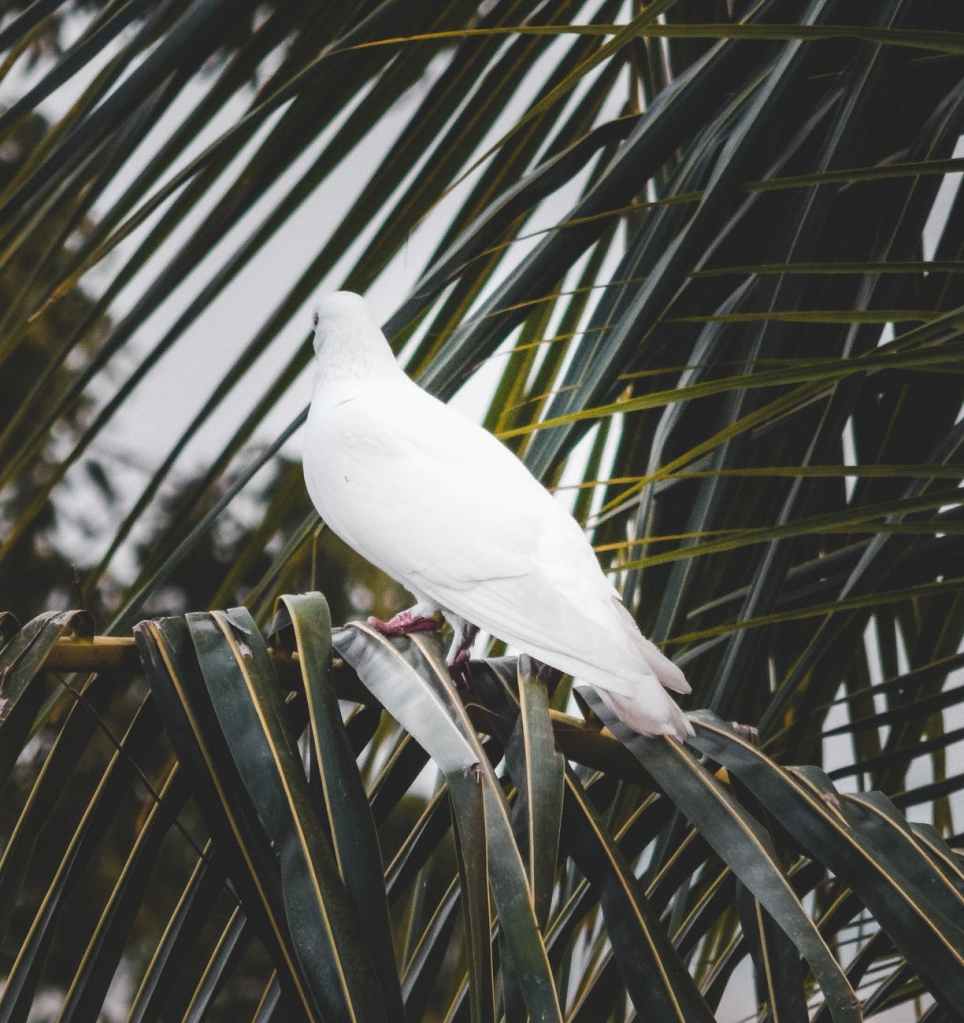 dove nestled on palm branches